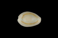 藏品(金環寶螺)的圖片